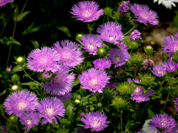 Balade botanique